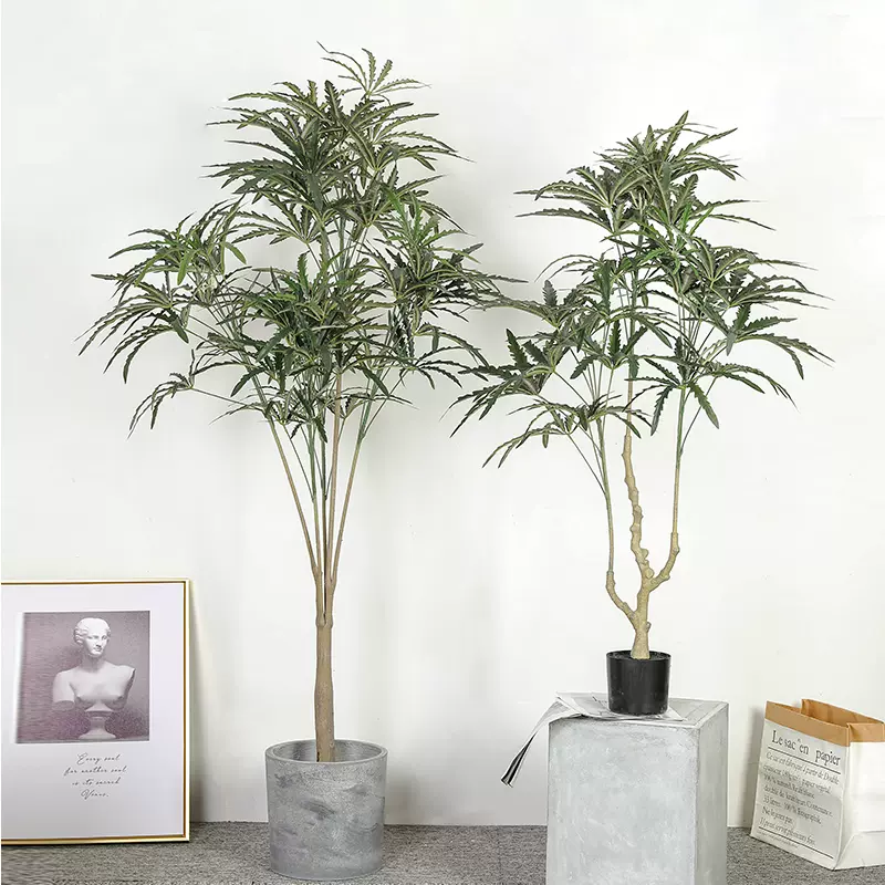 孔雀花盆栽 新人首单立减十元 21年11月 淘宝海外