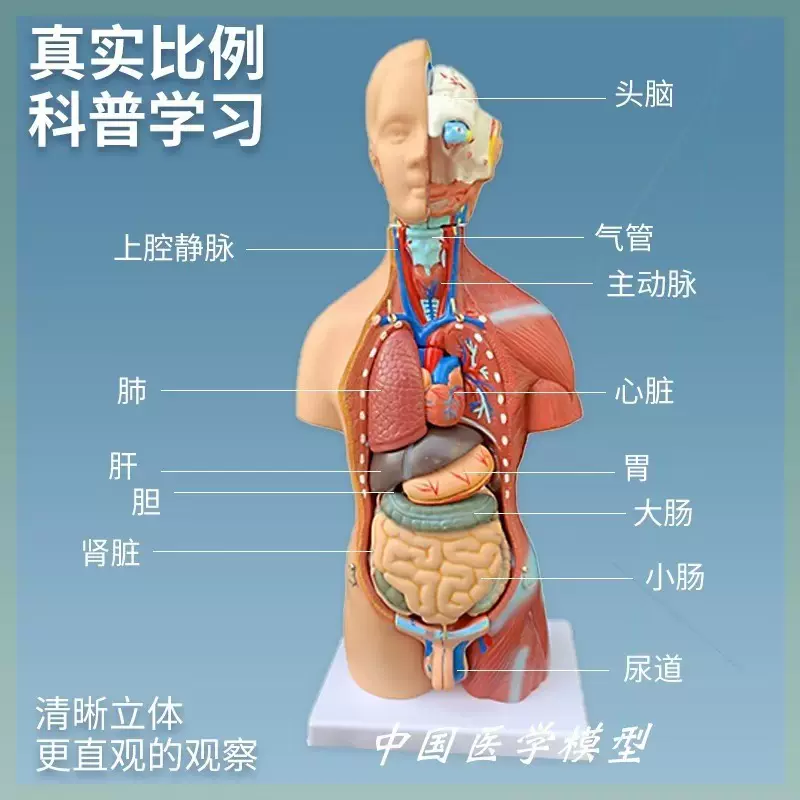 构造模特器官解剖人体模型脏器用假人55cm可手骨3d高