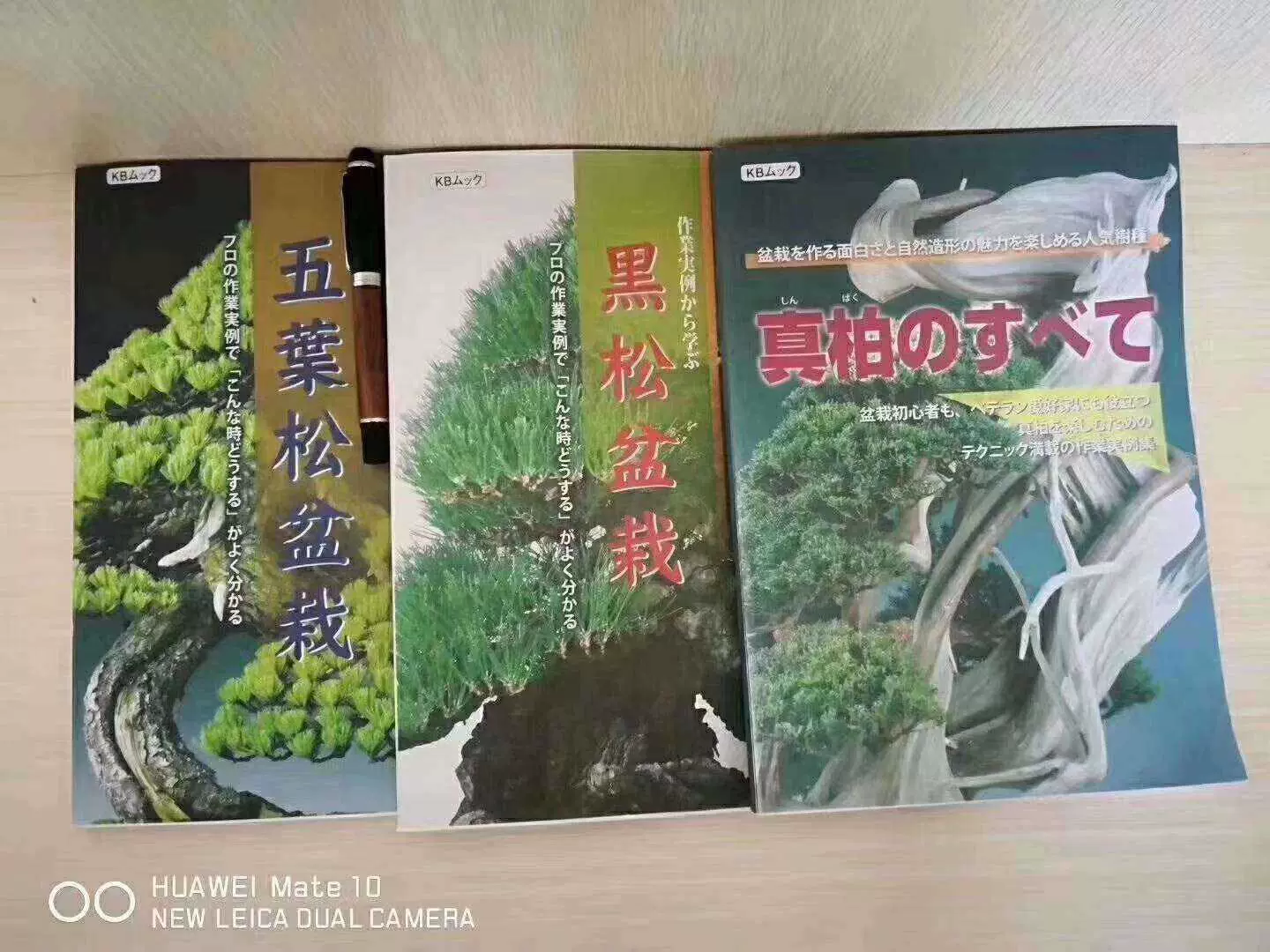 五针松树盆景 新人首单立减十元 2021年11月 淘宝海外