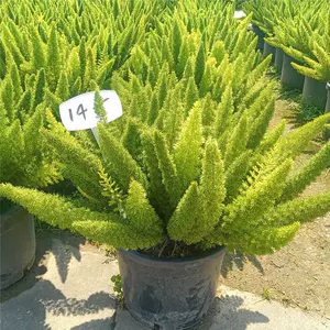 狐尾植物 Top 700件狐尾植物 23年2月更新 Taobao