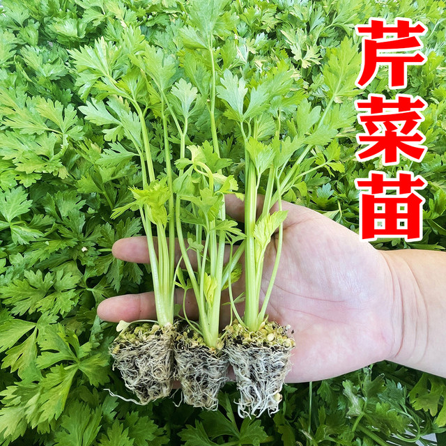 Celery seedlings four seasons small parsley celery seedlings vegetable seeds celery seedlings balcony potted rapeseed seedlings