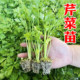 Celery seedlings four seasons small parsley celery seedlings vegetable seeds celery seedlings balcony potted rapeseed seedlings