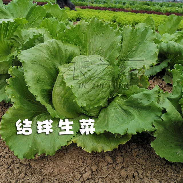 Italian cream lettuce seeds Roman peacock carrot purple lettuce seeds vegetable spring and summer rapeseed seeds