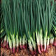 Red root chive seeds red onion chive seeds onion seeds four seasons autumn and winter potted vegetable seedlings rapeseed