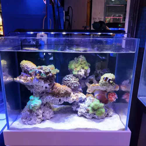 增艳珊瑚灯 新人首单立减十元 22年1月 淘宝海外