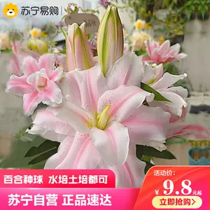 百合花种球大球 新人首单立减十元 22年9月 淘宝海外