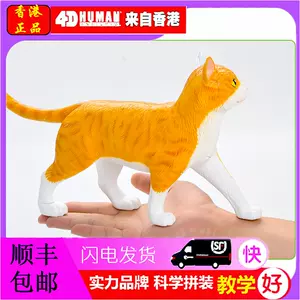 貓解剖模型- Top 100件貓解剖模型- 2023年3月更新- Taobao