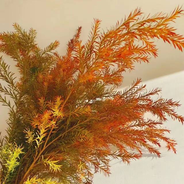 A-grade thousand-layer gold flowers Yunnan base straight hair gold fragrant willow fresh cut flowers flower arrangement can be dried flowers