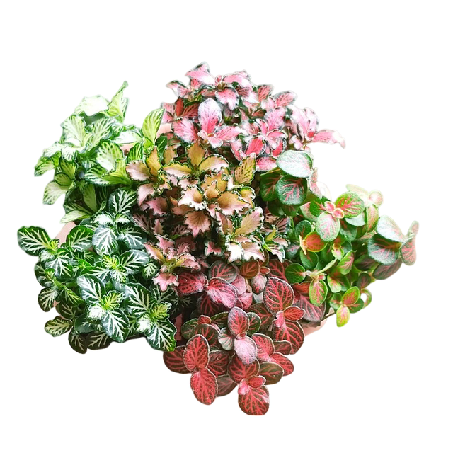 Moss micro-landscape DIY material reticulated grass single plant fresh green plant ecological tank water and land tank landscaping fern