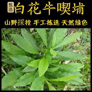 地胆草 新人首单立减十元 22年10月 淘宝海外 地胆草 新人首单立减十元 22年10月 淘宝海外