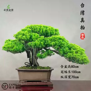 真柏盆栽- Top 1000件真柏盆栽- 2023年11月更新- Taobao