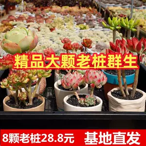 多肉植物大株- Top 1000件多肉植物大株- 2023年10月更新- Taobao