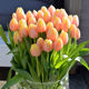 Liyou 10 tulip bulbs, natural bulb flowers, autumn, winter, spring, cold-resistant potted plants, four-season soil hydroponic seeds