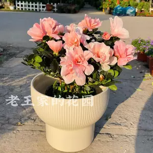 冬杜鹃花 新人首单立减十元 22年10月 淘宝海外