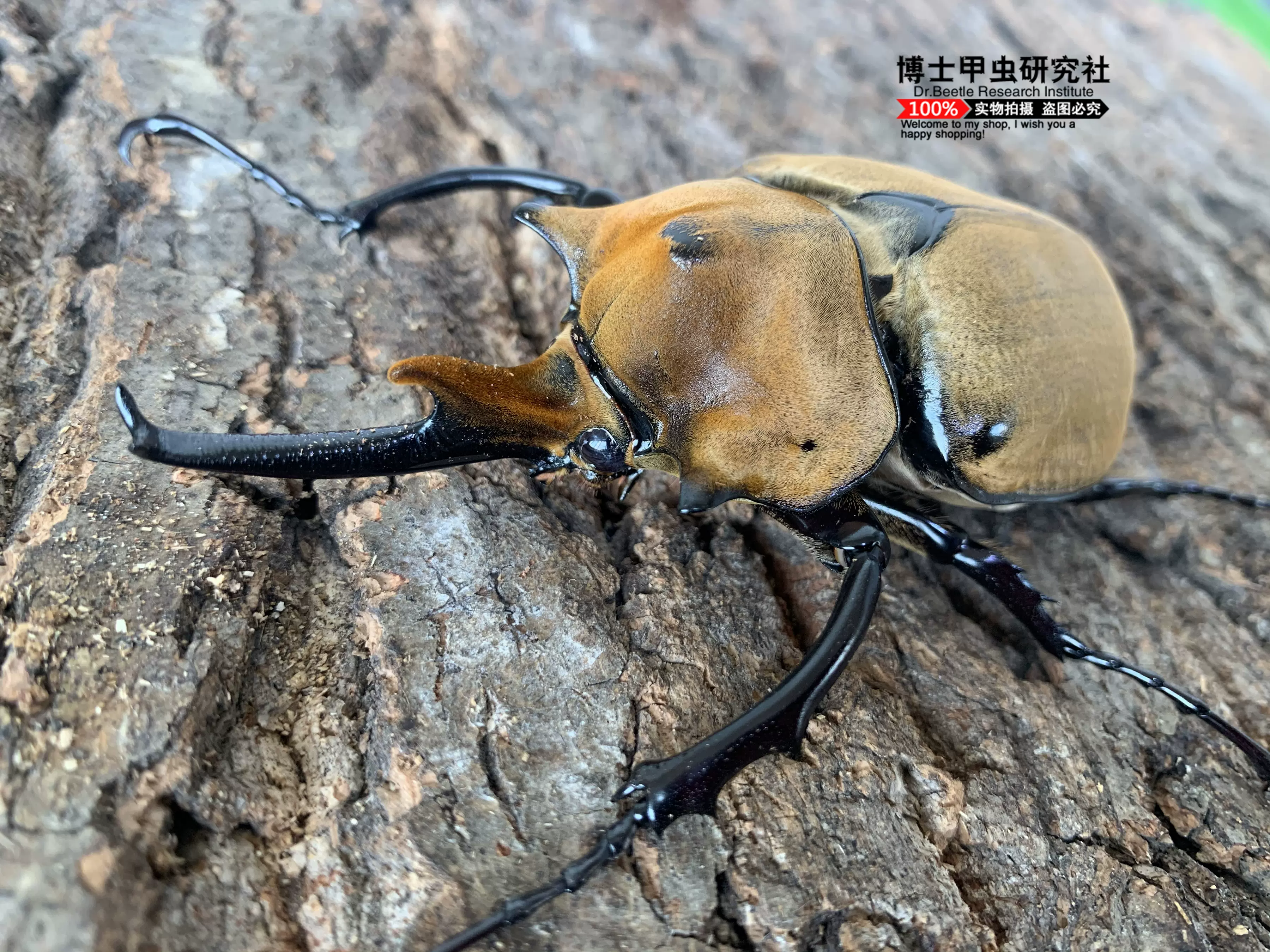 毛象大兜虫megasoma Elephus 锹形虫 兜虫 甲虫 自然教育
