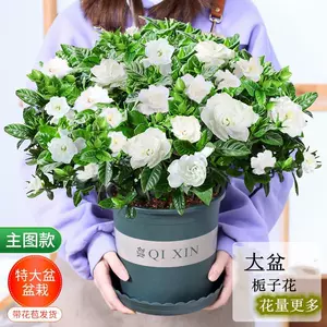 花奔盆栽植物 新人首单立减十元 22年7月 淘宝海外