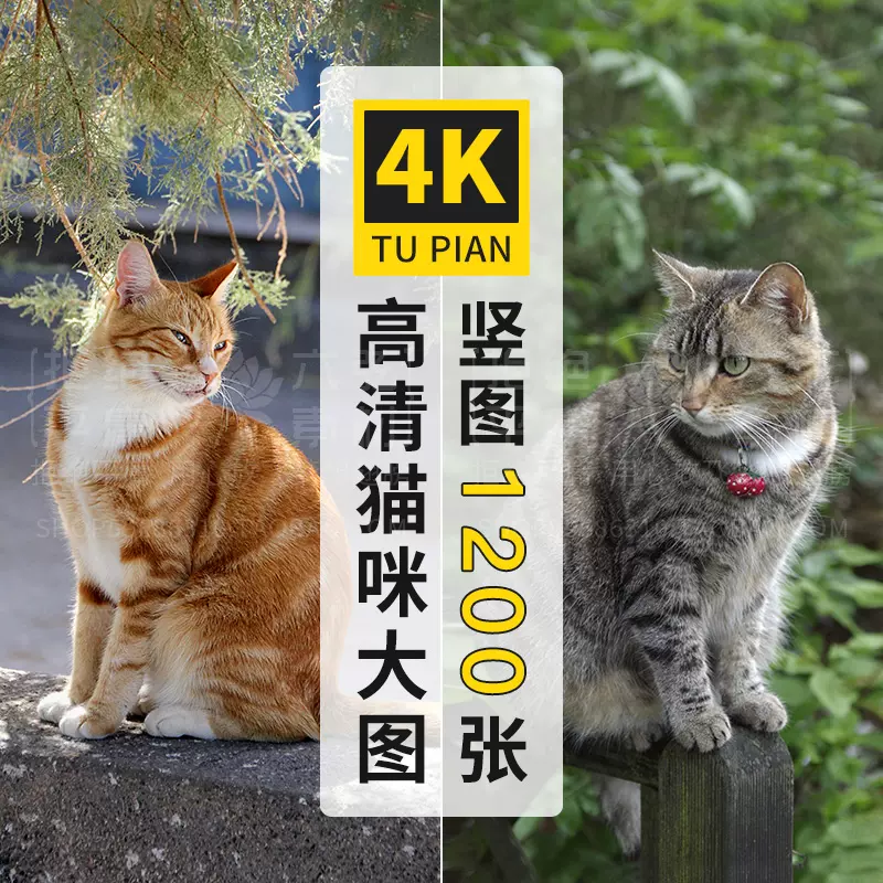 高清4k动物可爱小猫咪短毛猫波斯猫ps设计ppt背景竖版jpg图片素材 Taobao