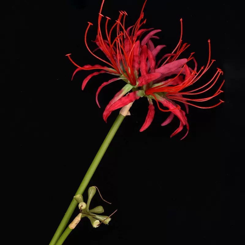 彼岸花石蒜花 新人首单立减十元 21年11月 淘宝海外