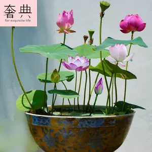 泡在水里的花 新人首单立减十元 22年10月 淘宝海外 泡在水里的花 新人首单立减十元 22年10月 淘宝海外