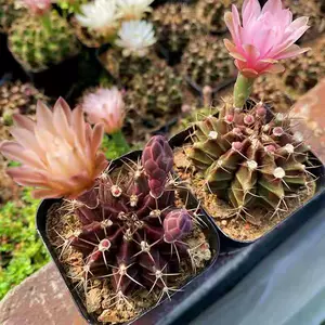 仙人掌牡丹 新人首单立减十元 22年9月 淘宝海外