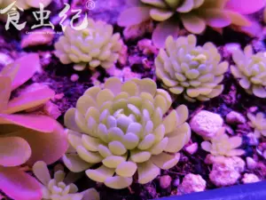 食人花植物食虫植物 新人首单立减十元 22年6月 淘宝海外