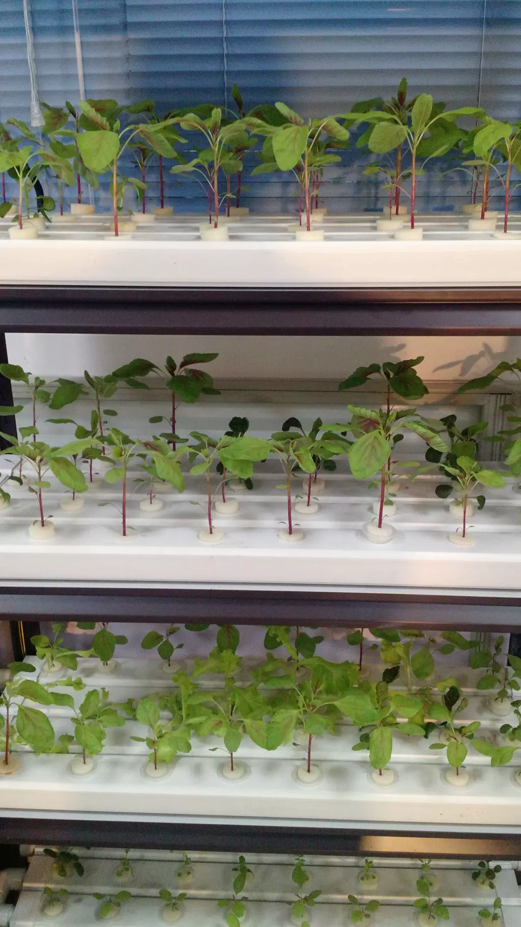 水培无土栽培设备架全自动植物蔬菜种植箱植物生长灯