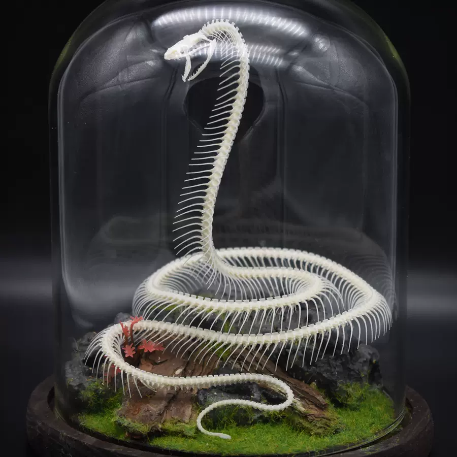 蛇骨摆件 新人首单立减十元 21年11月 淘宝海外