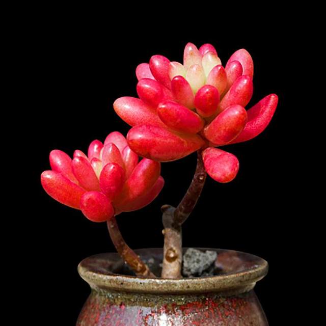 Transfer beads old pile succulent plant potted plants for novices, good succulent multi-headed old pile combination indoor flower potted plants