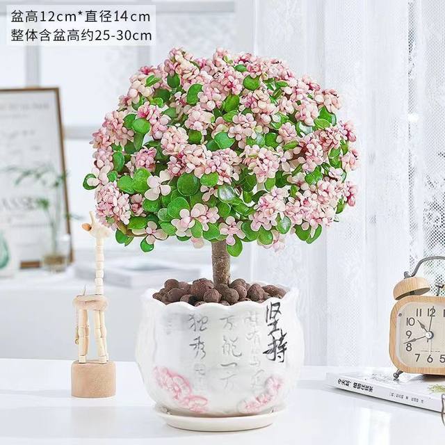 Golden branches, jade leaves, old pile potted succulents, wholesale indoor flowers, drought-resistant, easy to grow for lazy people, lollipop shape