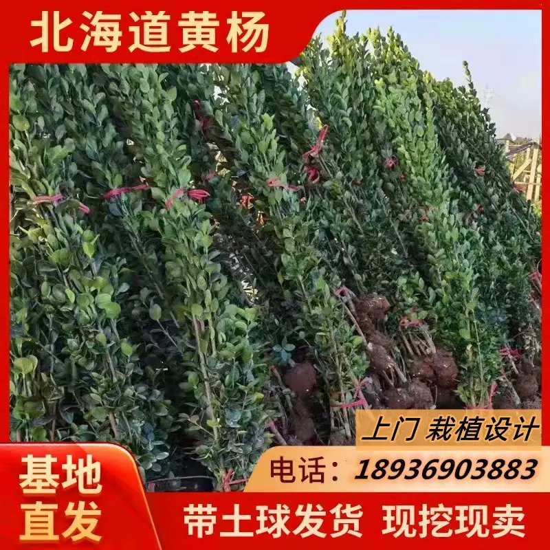 圍牆籬笆植物大葉北海道黃楊苗冬青樹苗四季常青耐寒庭院綠籬樹苗 Taobao