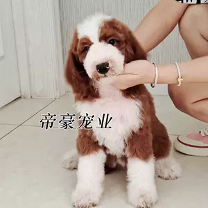 花贵宾狗 新人首单立减十元 22年11月 淘宝海外