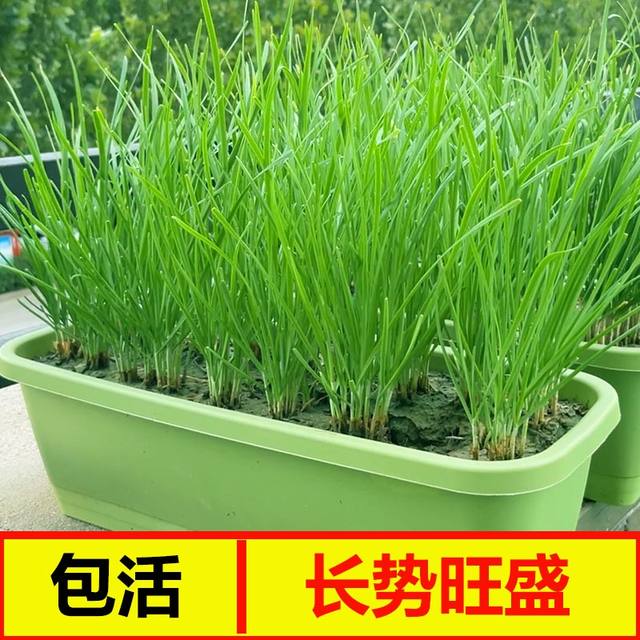 Leek root seedlings are now dug, small, large, broad-leaf, purple-rooted chive seeds, red four-season soil old varieties, balcony, Shouguang, Shandong