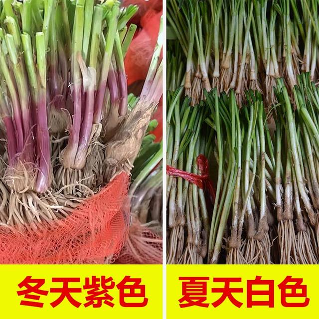 Leek root seedlings are now dug, small, large, broad-leaf, purple-rooted chive seeds, red four-season soil old varieties, balcony, Shouguang, Shandong