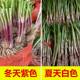 Leek root seedlings are now dug, small, large, broad-leaf, purple-rooted chive seeds, red four-season soil old varieties, balcony, Shouguang, Shandong