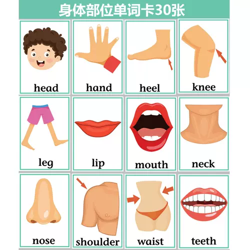 英文闪卡身体 新人首单立减十元 22年2月 淘宝海外