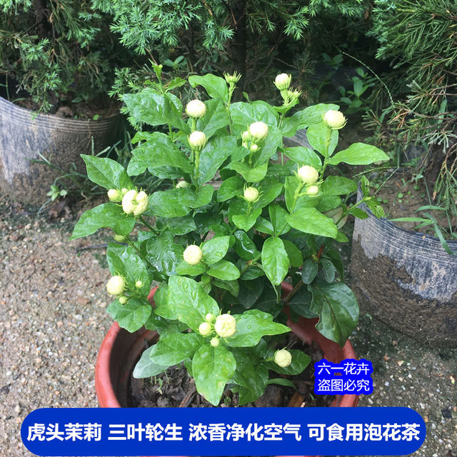 Tiger-headed jasmine flower, super heavy petals, evergreen and rich fragrance potted plant, big flower jasmine perennial plant continues to bloom