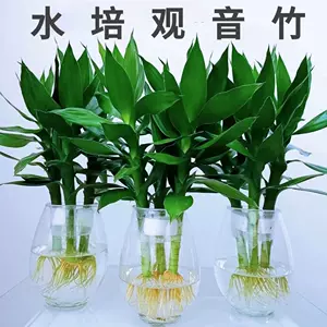 水养植物室内水培花四季观音竹 新人首单立减十元 22年9月 淘宝海外