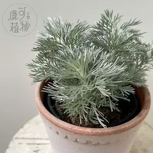 銀葉草 Top 100件銀葉草 22年11月更新 Taobao