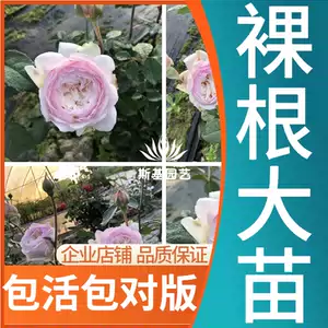 日本露台 Top 0件日本露台 22年11月更新 Taobao