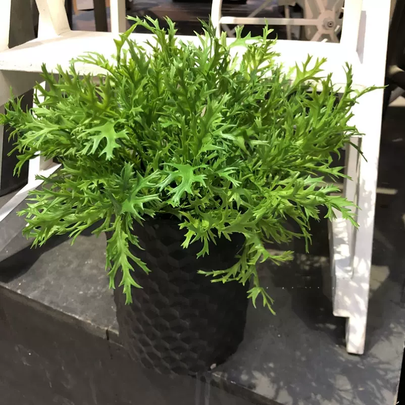 鹿角草植物 新人首单立减十元 21年11月 淘宝海外