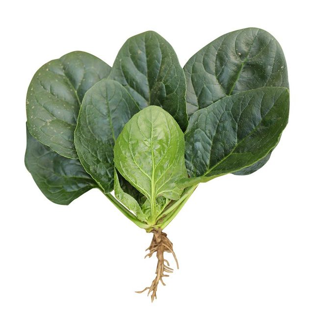 Spinach seeds, autumn and winter cold-resistant seed vegetables, overwintering spinach seeds, rapeseed seeds, old varieties