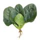 Spinach seeds, autumn and winter cold-resistant seed vegetables, overwintering spinach seeds, rapeseed seeds, old varieties