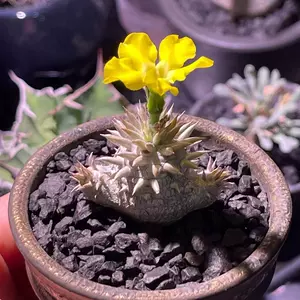 块根植物龟甲龙 新人首单立减十元 22年4月 淘宝海外