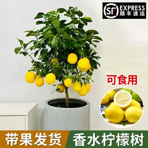 柠檬树盆栽 新人首单立减十元 22年10月 淘宝海外 柠檬树盆栽 新人首单立减十元 22年10月 淘宝海外
