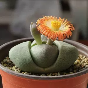 屁股花石头花 新人首单立减十元 22年6月 淘宝海外