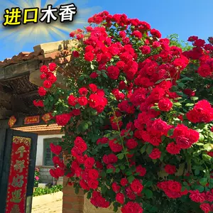 紅白黃色花 新人首單立減十元 22年7月 淘寶海外