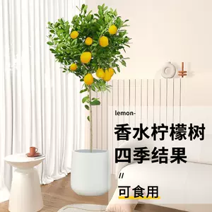 大柠檬树 新人首单立减十元 22年10月 淘宝海外 大柠檬树 新人首单立减十元 22年10月 淘宝海外