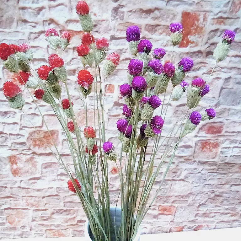千日紅千日紫天然植物乾燥花花束手工仿真花客廳餐桌擺放