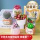 Succulent plant combination indoor small potted plant jade dew peach egg old pile cactus green plant kindergarten cactus gift