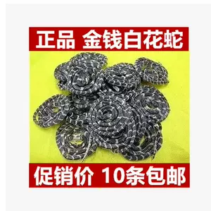 金钱白花蛇 新人首单立减十元 22年8月 淘宝海外